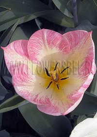 Фотография Тюльпан Фламинг Пуриссима (Photo Tulip Flaming Purissima)