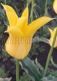 фотография Тюльпан Флешбэк (photo Tulip Flashback)