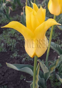 фотография Тюльпан Флешбэк (photo Tulip Flashback)