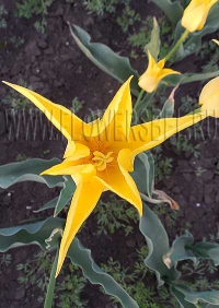 фотография Тюльпан Флешбэк (photo Tulip Flashback)