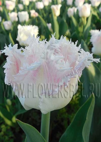 фотография Тюльпан Галери (photo Tulip Galerie)