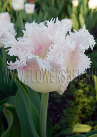 фотография Тюльпан Галери (photo Tulip Galerie)