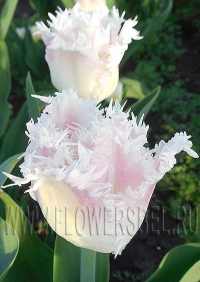 фотография Тюльпан Галери (photo Tulip Galerie)