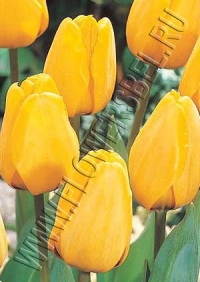 Фотография Голден Оксфорд (Tulip Golden Oxford photo)