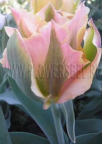 Фотография Тюльпан Голден Артист (Photo Tulip Golden Artist)