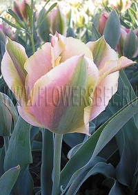 Фотография Тюльпан Голден Артист (Photo Tulip Golden Artist)