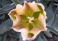 Фотография Тюльпан Голден Артист (Photo Tulip Golden Artist)