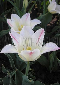 Фотография Тюльпан Холланд Шик (Photo Tulip Holland Chic)