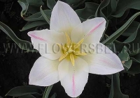 Фотография Тюльпан Холланд Шик (Photo Tulip Holland Chic)