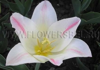 Фотография Тюльпан Холланд Шик (Photo Tulip Holland Chic)