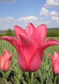 Фотография Тюльпан Жаклин (Photo Tulip Jacqueline)
