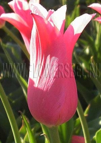 Фотография Тюльпан Жаклин (Photo Tulip Jacqueline)