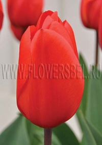 Тюльпан Лалибела (tulip Lalibela)