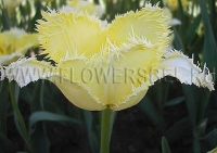 Фотография Тюльпан Лаверок (Photo Tulip Laverock)