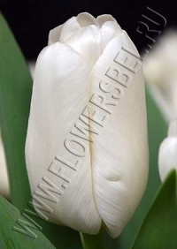 Фото Тюльпан Литоувен (Tulip Litouwen photo)