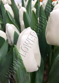 Фото Тюльпан Литоувен (Tulip Litouwen photo)