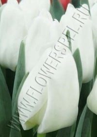 Фото Тюльпан Литоувен (Tulip Litouwen photo)