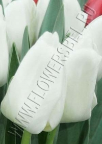 Фото Тюльпан Литоувен (Tulip Litouwen photo)