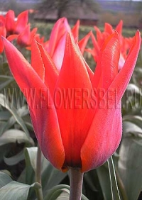 Фотография Тюльпан Лавли Сюпрайз (Photo Tulip Lovely Surprise)