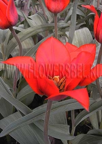 Фотография Тюльпан Лавли Сюпрайз (Photo Tulip Lovely Surprise)