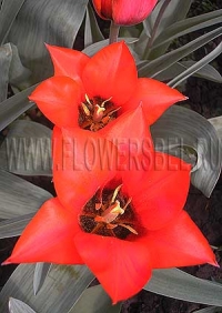 Фотография Тюльпан Лавли Сюпрайз (Photo Tulip Lovely Surprise)