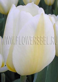 Фотография Тюльпан Мариас Дрим (Photo Tulip Maria's Dream)