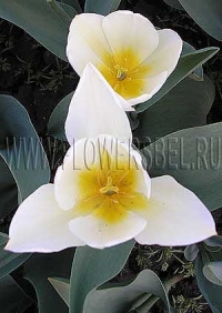 Фотография Тюльпан Мариас Дрим (Photo Tulip Maria's Dream)
