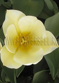 Фотография Тюльпан Мариас Дрим (Photo Tulip Maria's Dream)