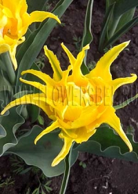 Тюльпан Монте Спайдер (Tulip Monte Spider)