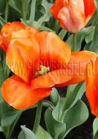 Фотография Тюльпан Май Леди (Photo Tulip My Lady)