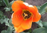 Фотография Тюльпан Май Леди (Photo Tulip My Lady)