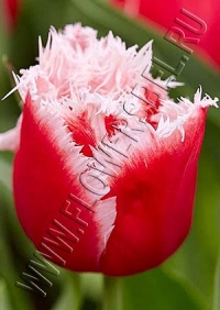 Фотография Тюльпан Нью Санта (Tulip New Santa photo)