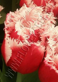 Фотография Тюльпан Нью Санта (Tulip New Santa photo)