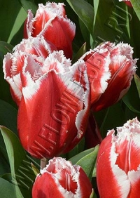 Фотография Тюльпан Нью Санта (Tulip New Santa photo)