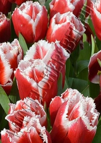 Фотография Тюльпан Нью Санта (Tulip New Santa photo)