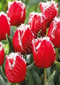 Фотография Тюльпан Нью Санта (Tulip New Santa photo)