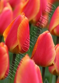 Тюльпан Оксфордс Элит (Tulip Oxford's Elite)