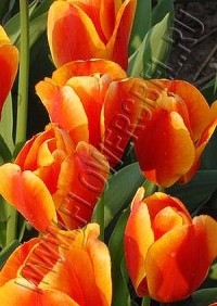Тюльпан Оксфордс Элит (Tulip Oxford's Elite)