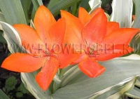 Фотография Тюльпан Престанц Уникум (Photo Tulip Praestans Unicum)