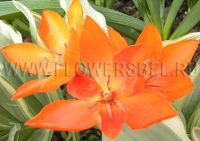 Фотография Тюльпан Престанц Уникум (Photo Tulip Praestans Unicum)
