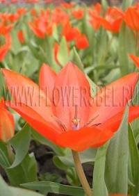 Фотография Тюльпан Престанц Цваненберг (Photo Tulip Praestans Zwanenberg)