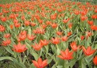 Фотография Тюльпан Престанц Цваненберг (Photo Tulip Praestans Zwanenberg)