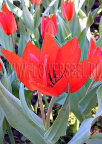 Фотография Тюльпан Престанц Цваненберг (Photo Tulip Praestans Zwanenberg)