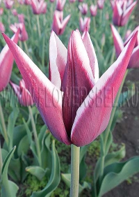 фотография тюльпан Райка (photo Tulip Rajka)