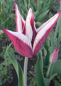 фотография тюльпан Райка (photo Tulip Rajka)