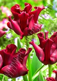 Фотография Тюльпан Ред Дресс (Tulip Red Dress photo)