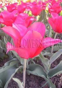 Фотография Тюльпан Ред Шайн (Photo Tulip Red Shine)