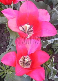 Фотография Тюльпан Ред Шайн (Photo Tulip Red Shine)