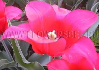 Фотография Тюльпан Ред Шайн (Photo Tulip Red Shine)