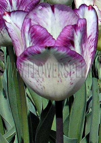 Фотография Тюльпан Ширли (Photo Tulip Shirley)